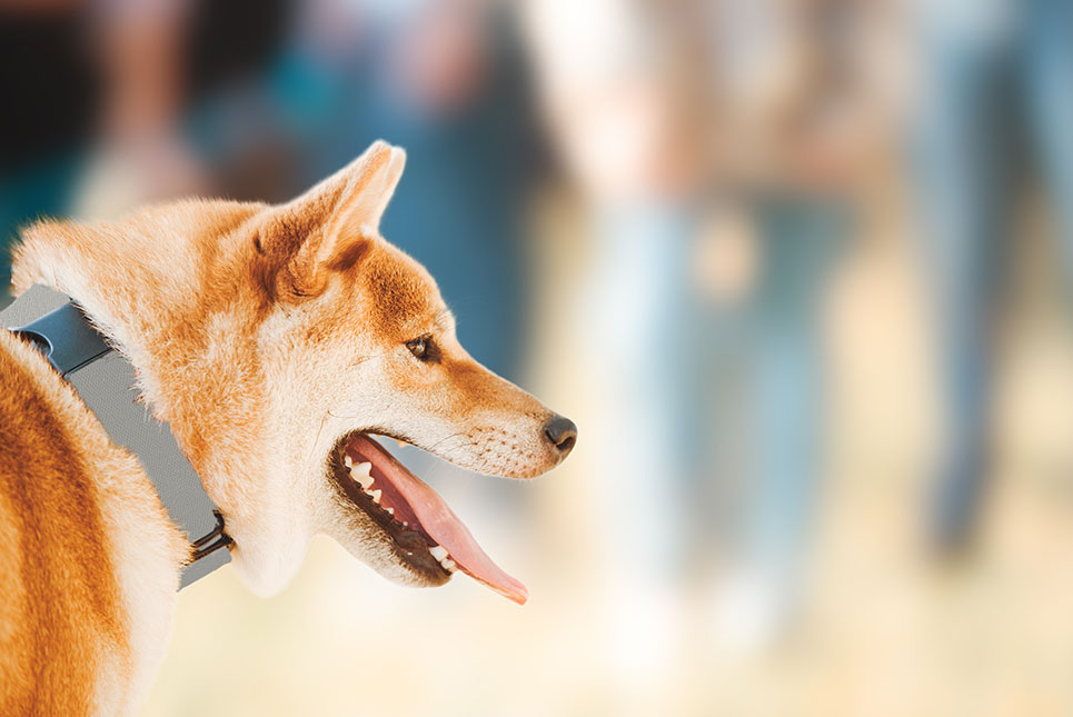 Dog bite