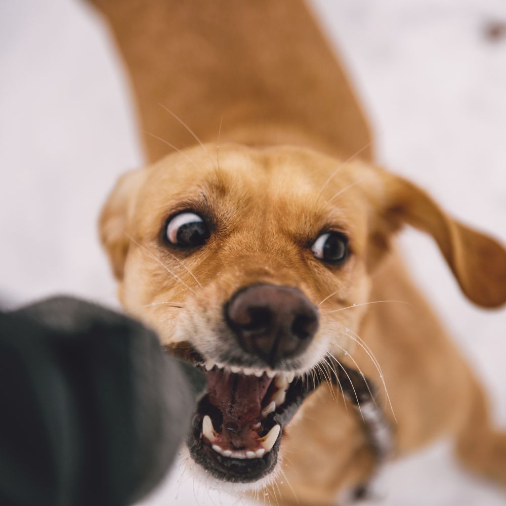 Dog Bite Attorney